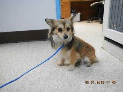 Mako, a Adopted mixed breed in Covington, WA image 6/6