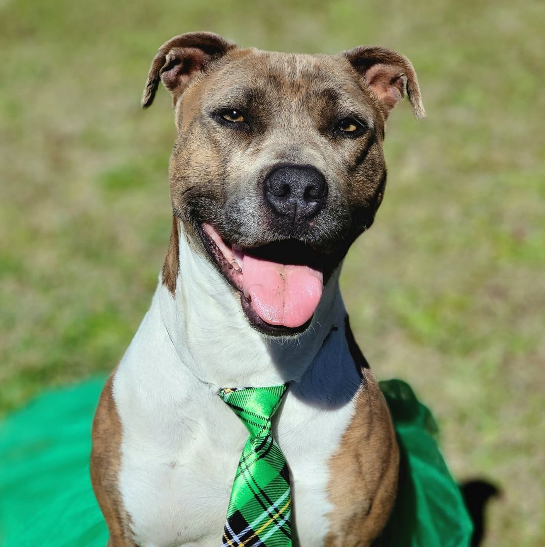 Enlarge Pepper, a Adoptable mixed breed in Anniston, AL image 1/5