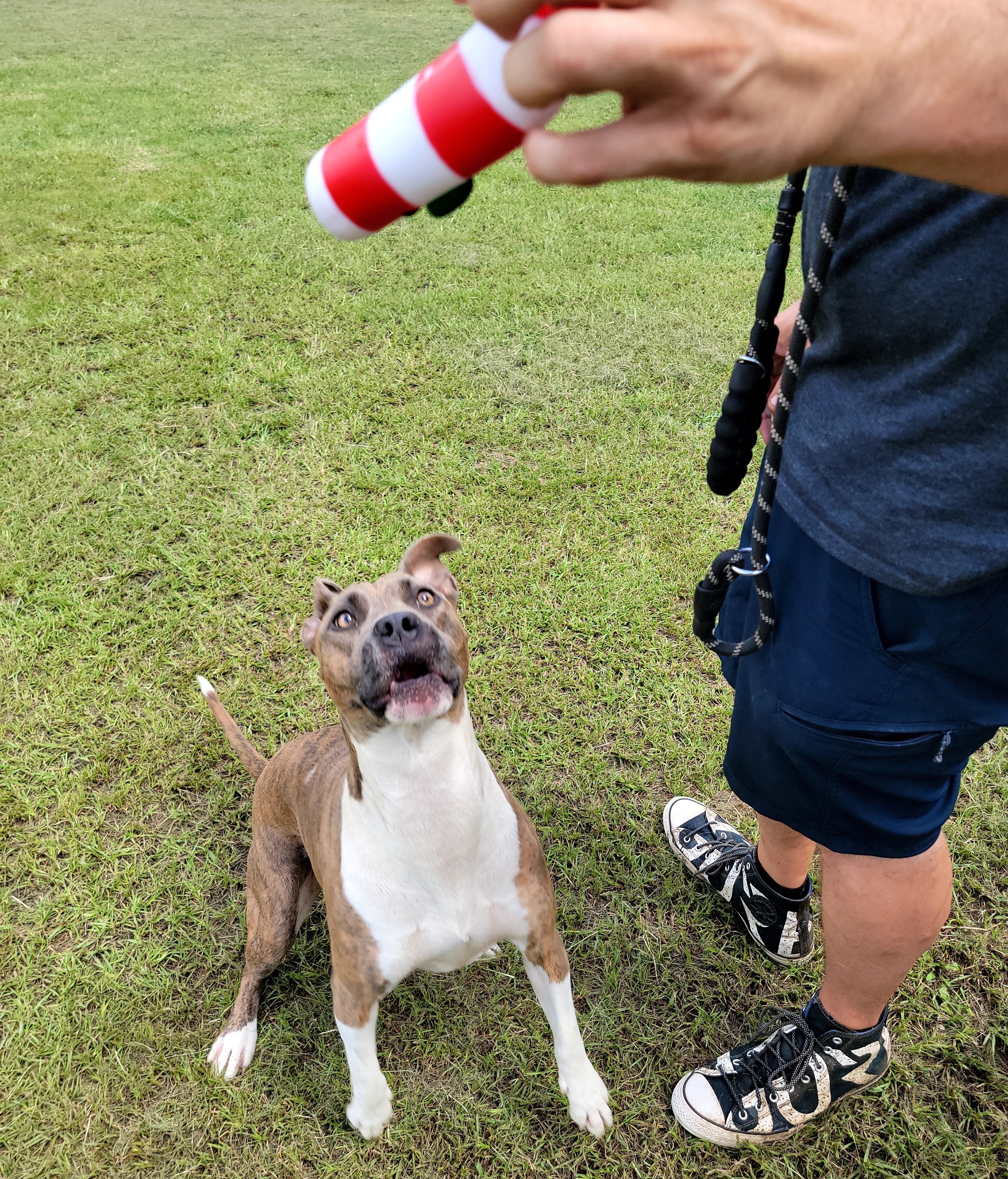 Enlarge Pepper, a Adoptable mixed breed in Anniston, AL image 2/5