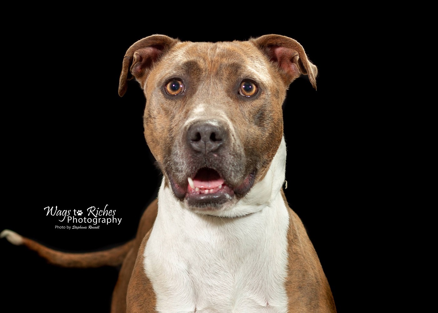 Enlarge Pepper, a Adoptable mixed breed in Anniston, AL image 3/5