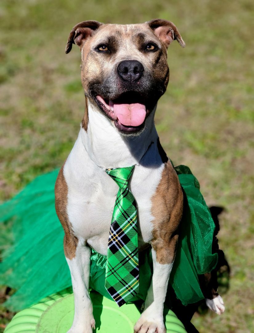 Enlarge Pepper, a Adoptable mixed breed in Anniston, AL image 4/5