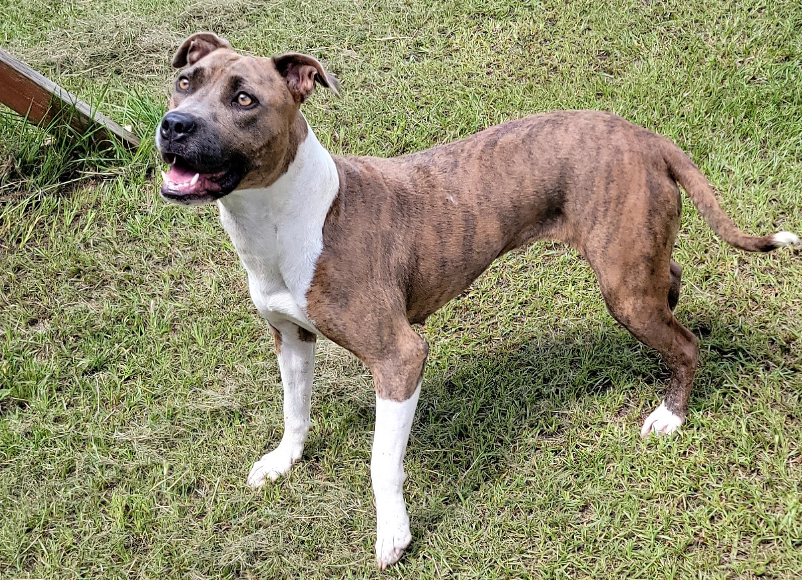 Enlarge Pepper, a Adoptable mixed breed in Anniston, AL image 5/5