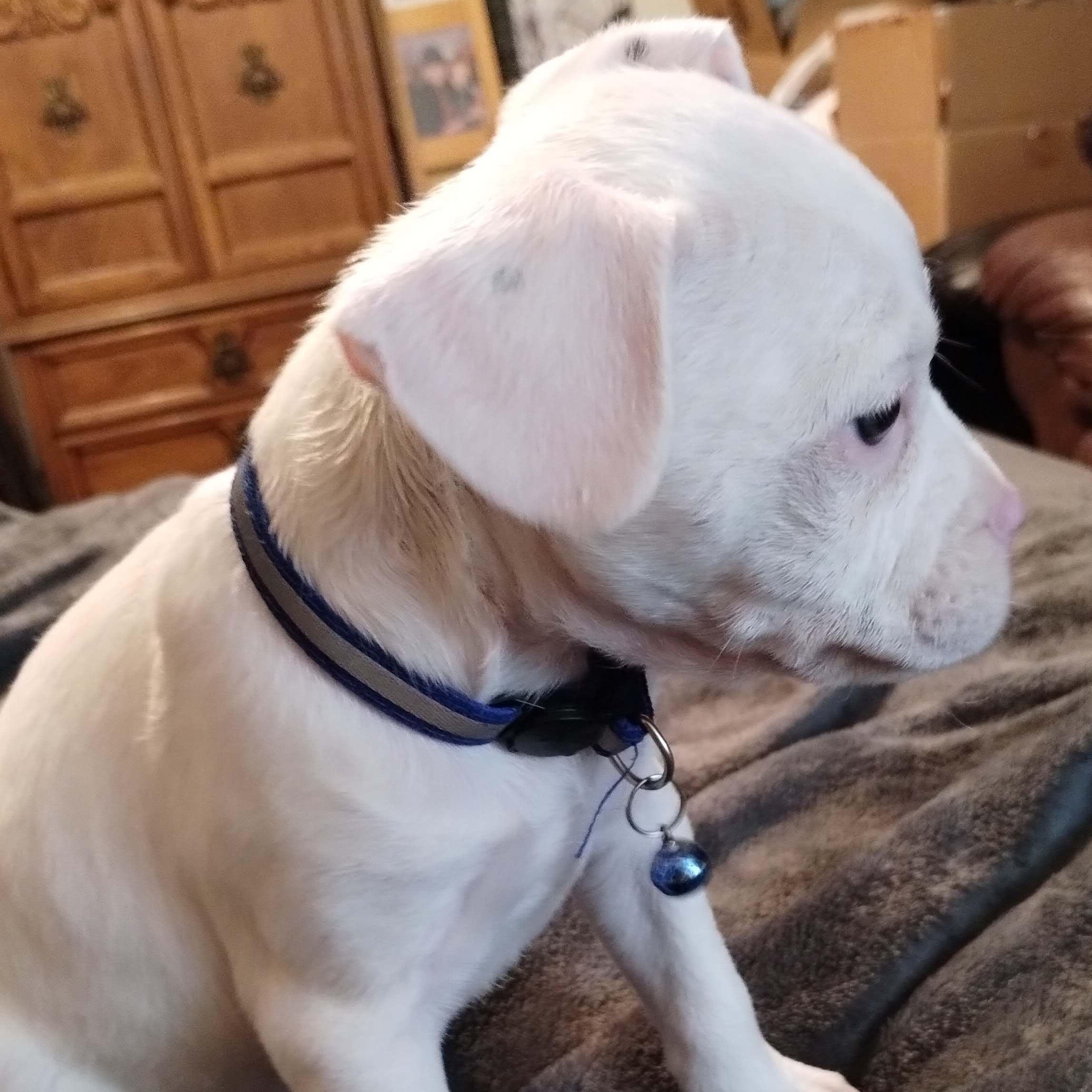 Maximus, a Adoptable mixed breed in Scottsdale, AZ image 5/5