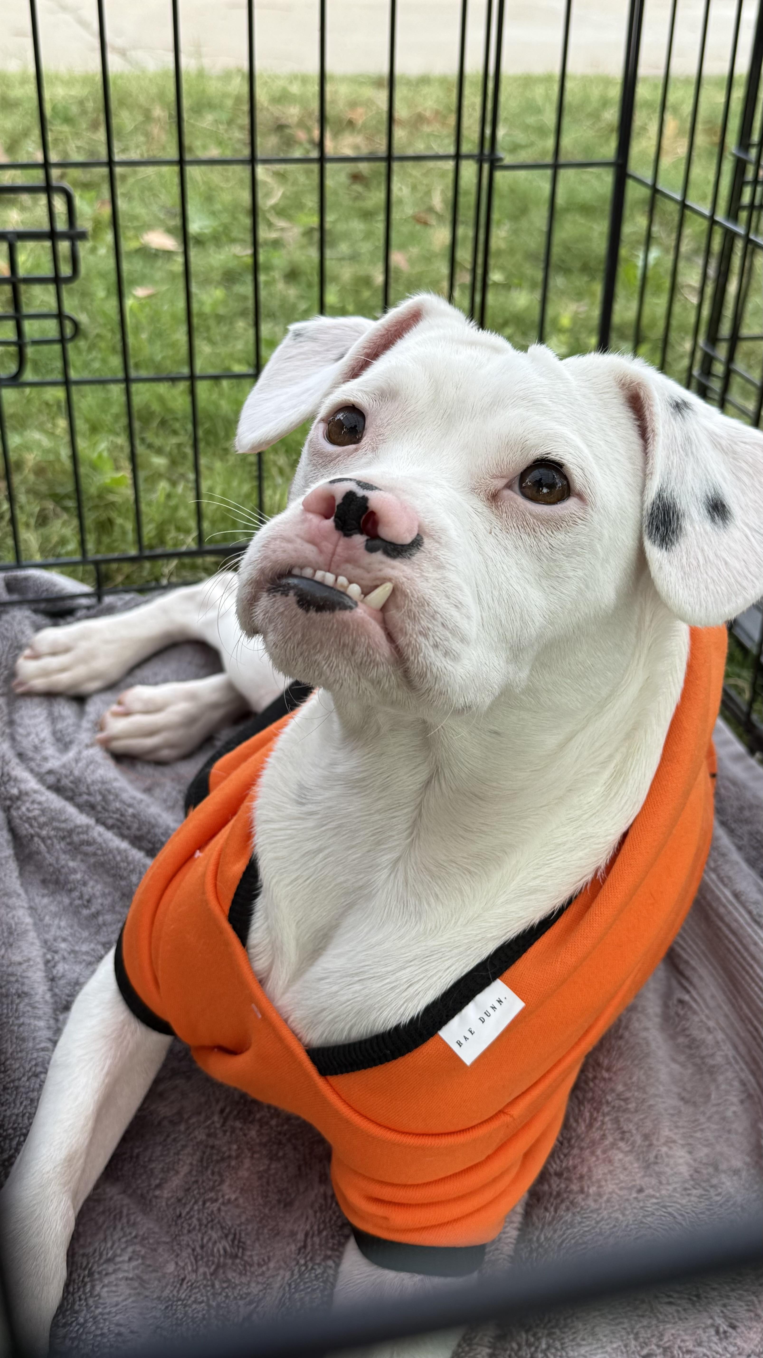 Maximus, a Adoptable mixed breed in Scottsdale, AZ image 2/5