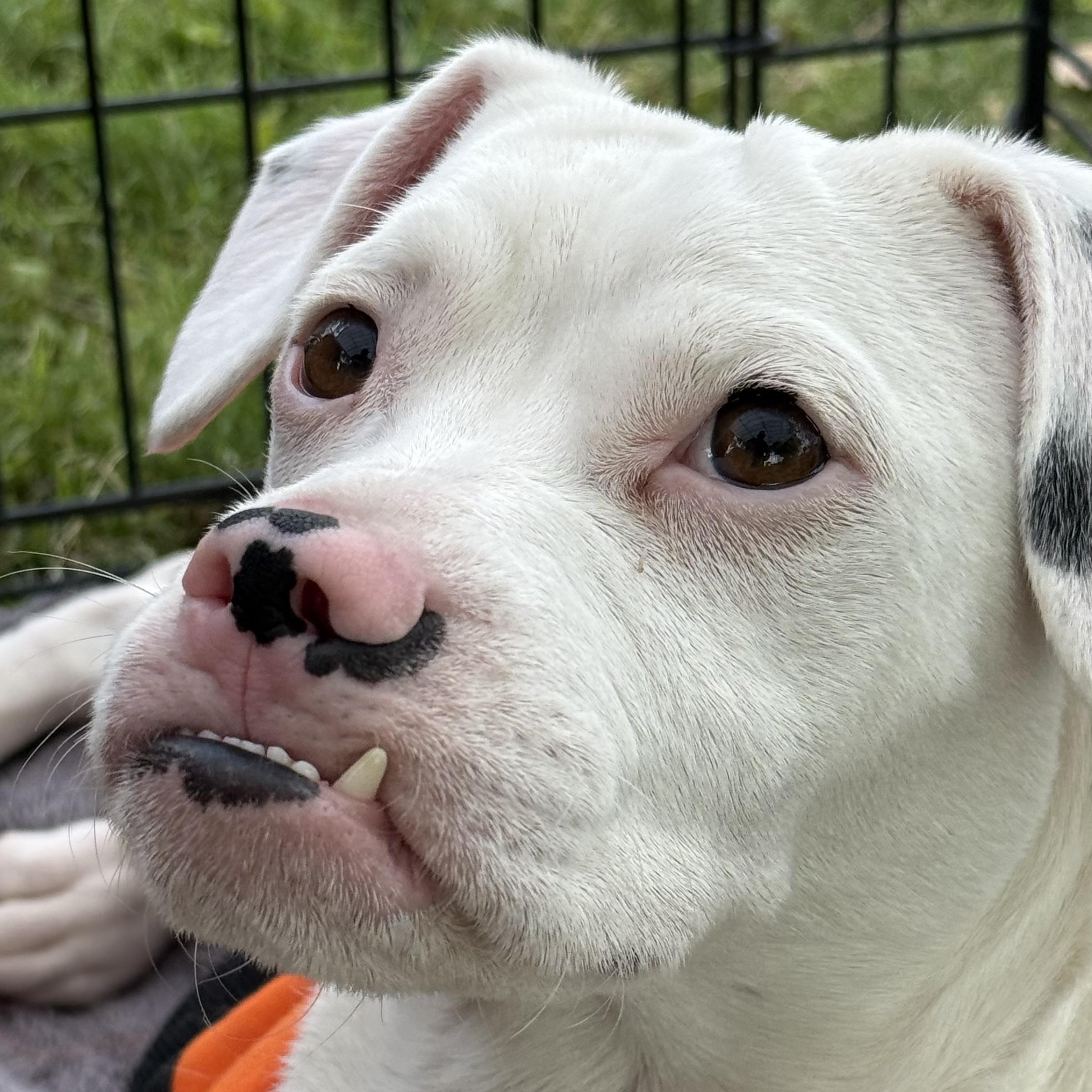 Maximus, Adoptable, Puppy Male Boxer & French Bulldog.