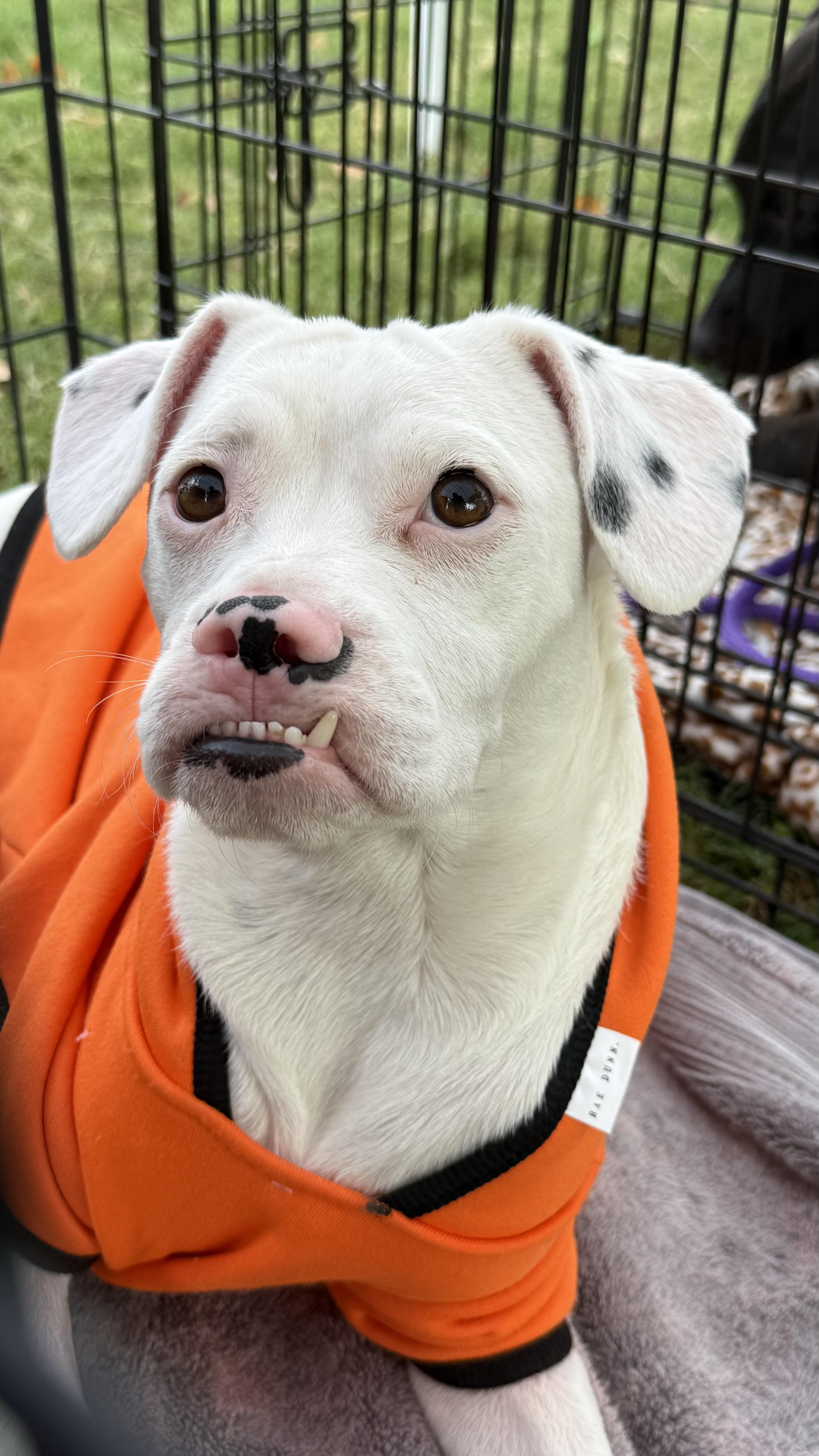 Maximus, a Adoptable mixed breed in Scottsdale, AZ image 3/5