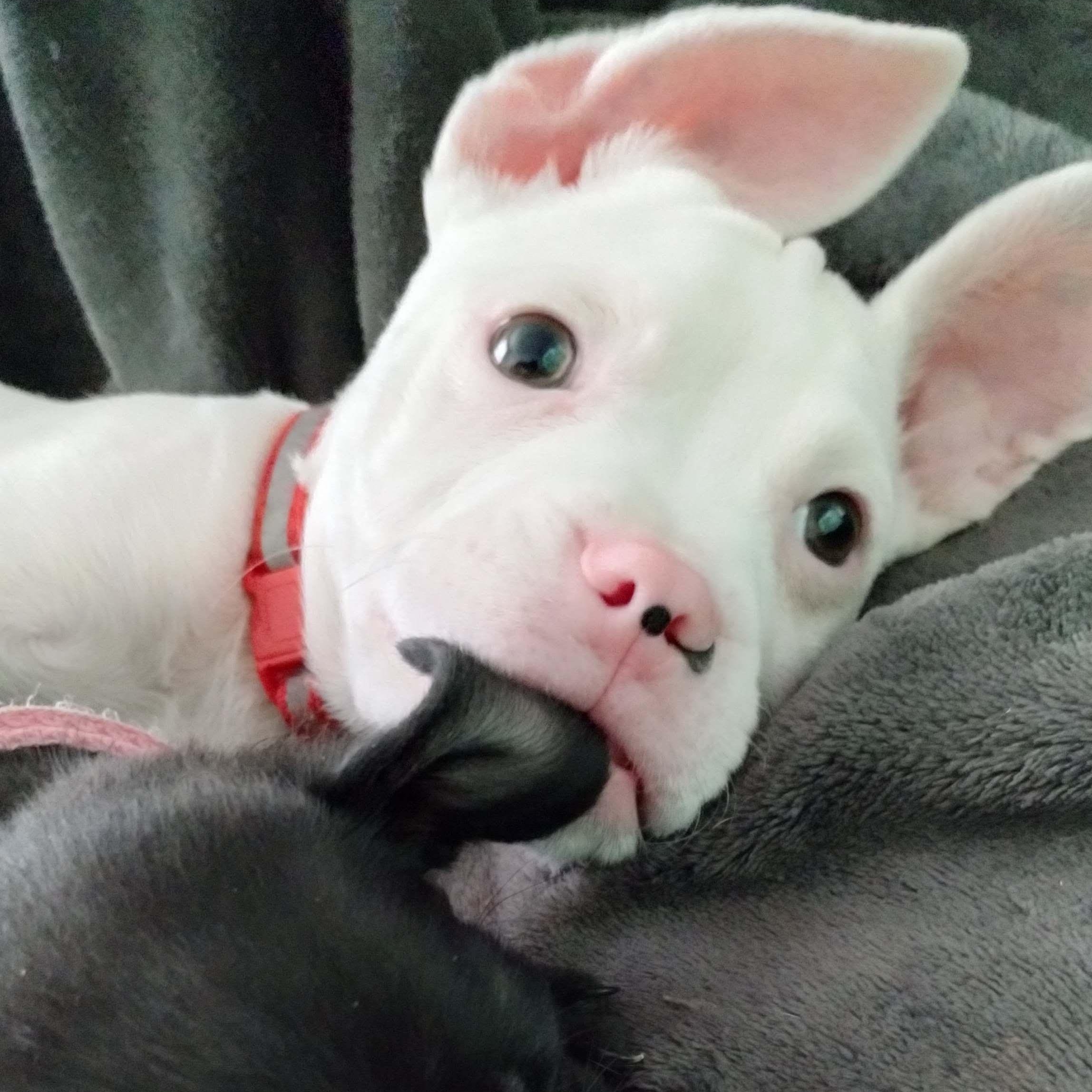 Maximus, a Adoptable mixed breed in Scottsdale, AZ image 4/5