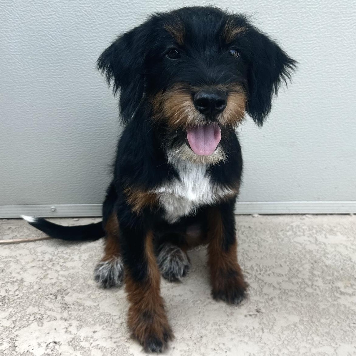 Photo of Baby Female Schnauzer Tricolor (Brown, Black, & White)