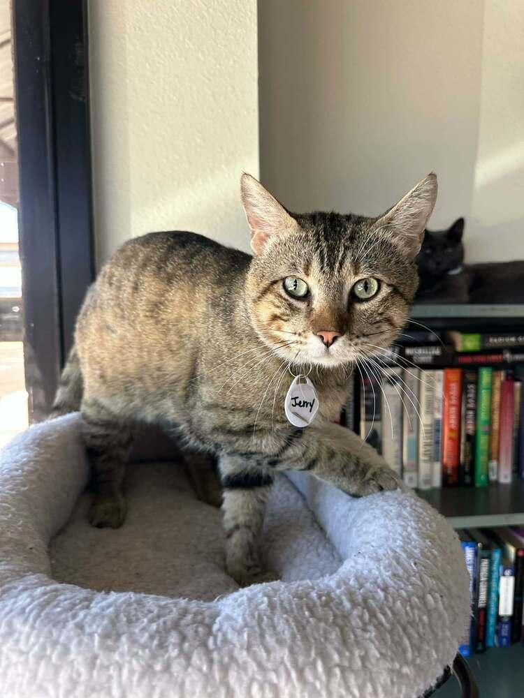 Jerry 3, Adoptable, Adult Male Domestic Short Hair.