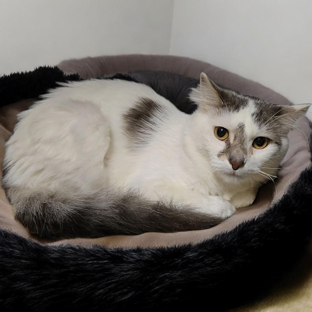 Enlarge Moxie, a Adoptable Domestic Medium Hair in Kenhorst, PA image 1/1