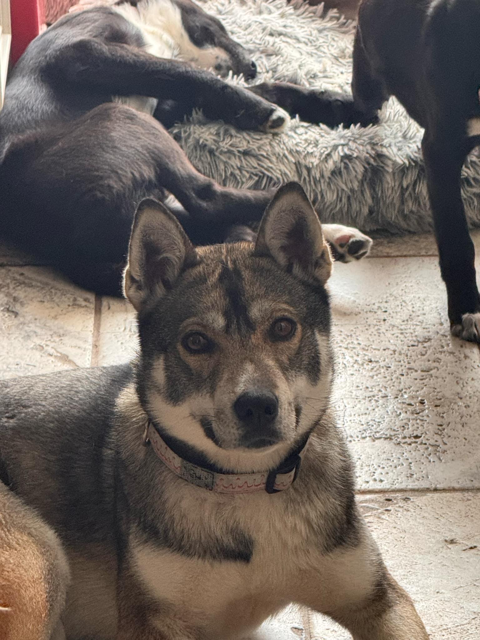 Stella, an adoptable Husky in STE-MARGUERITE-DU-LAC-MASSON, QC, J0T 1L0 | Photo Image 3