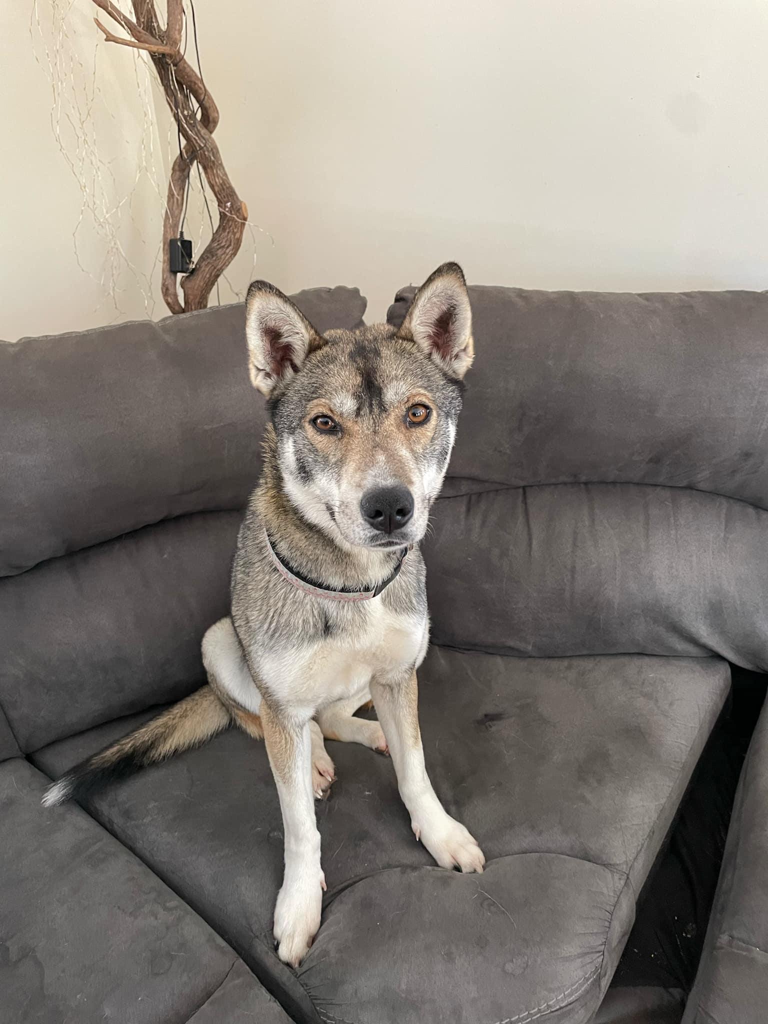 Stella, an adoptable Husky in STE-MARGUERITE-DU-LAC-MASSON, QC, J0T 1L0 | Photo Image 2
