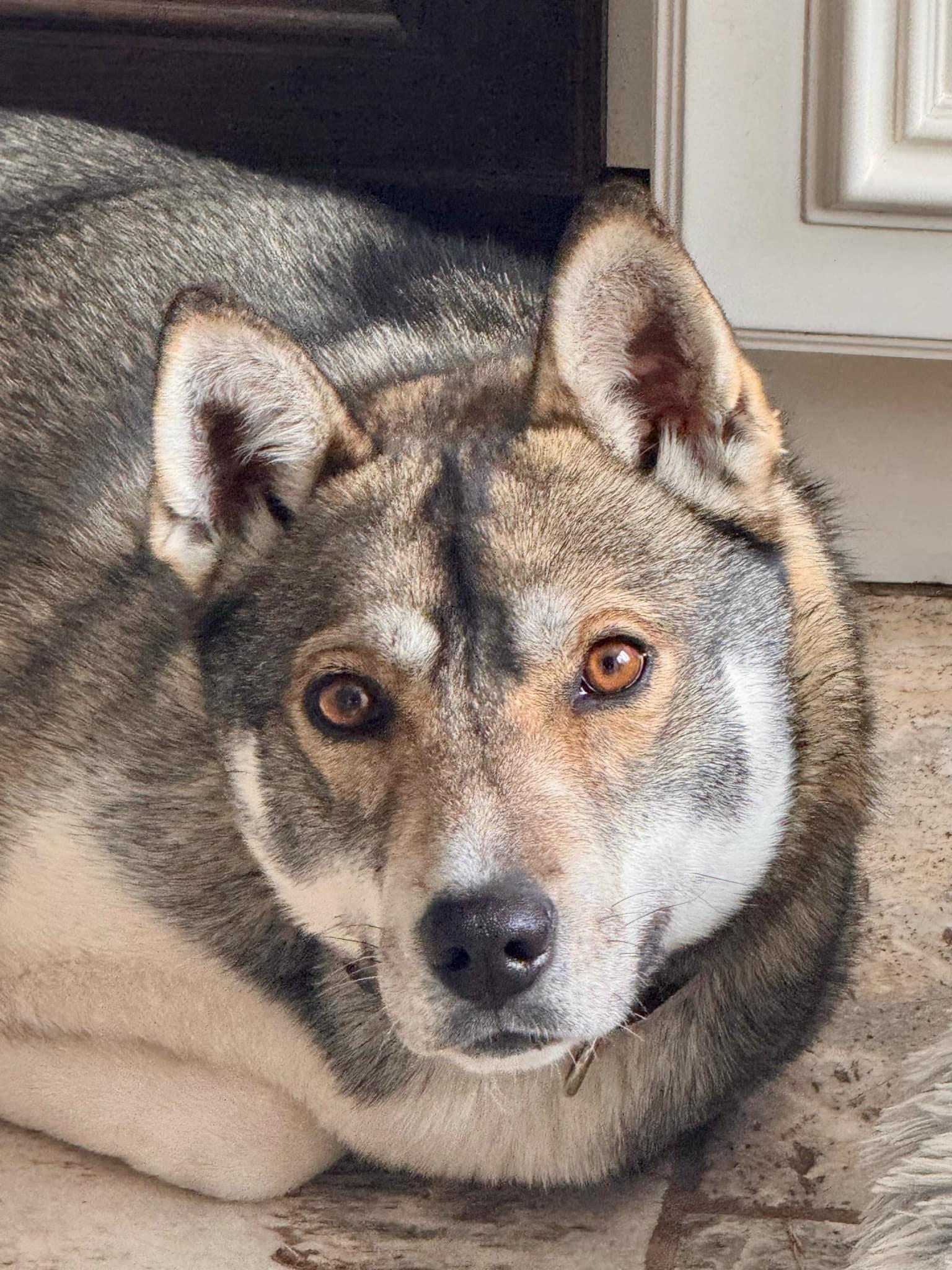 Stella, an adoptable Husky in STE-MARGUERITE-DU-LAC-MASSON, QC, J0T 1L0 | Photo Image 1