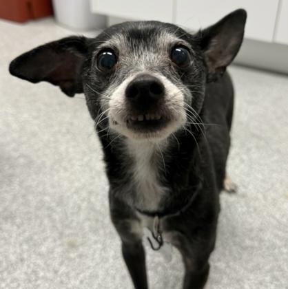 Enlarge Flash, an adopted mixed breed in Tinley Park, IL image 1/1