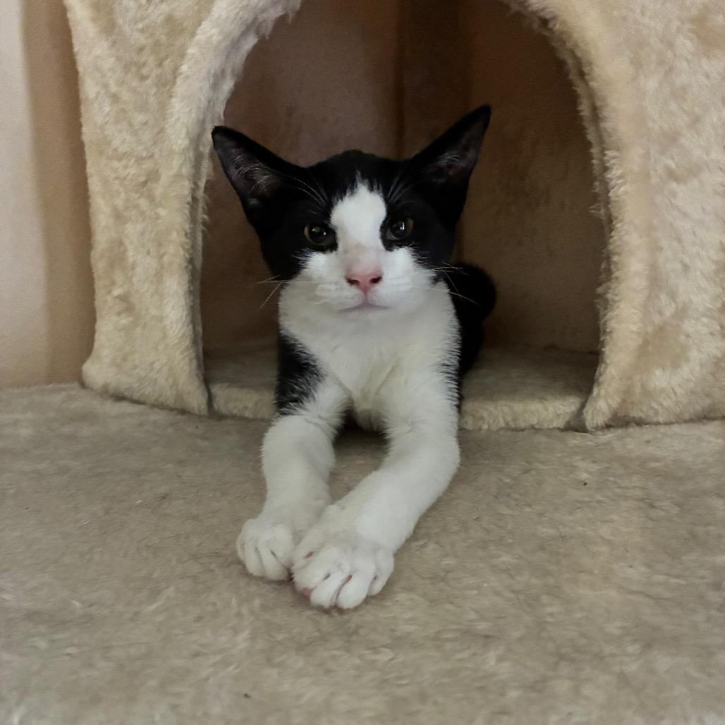 Enlarge Snocap, a Adoptable Domestic Short Hair in Titusville, FL image 1/4