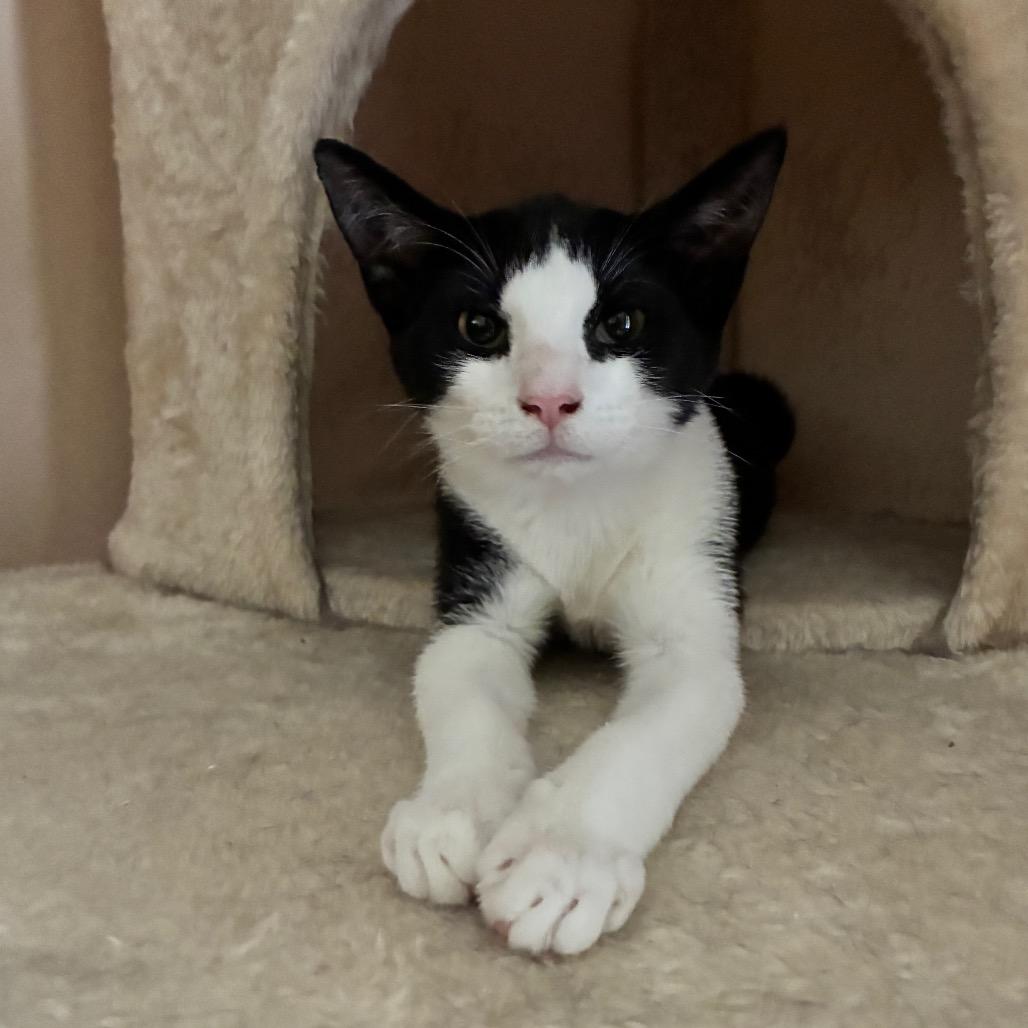 Enlarge Snocap, a Adoptable Domestic Short Hair in Titusville, FL image 2/4