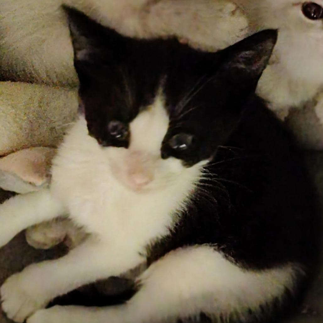 Enlarge Snocap, a Adoptable Domestic Short Hair in Titusville, FL image 3/4