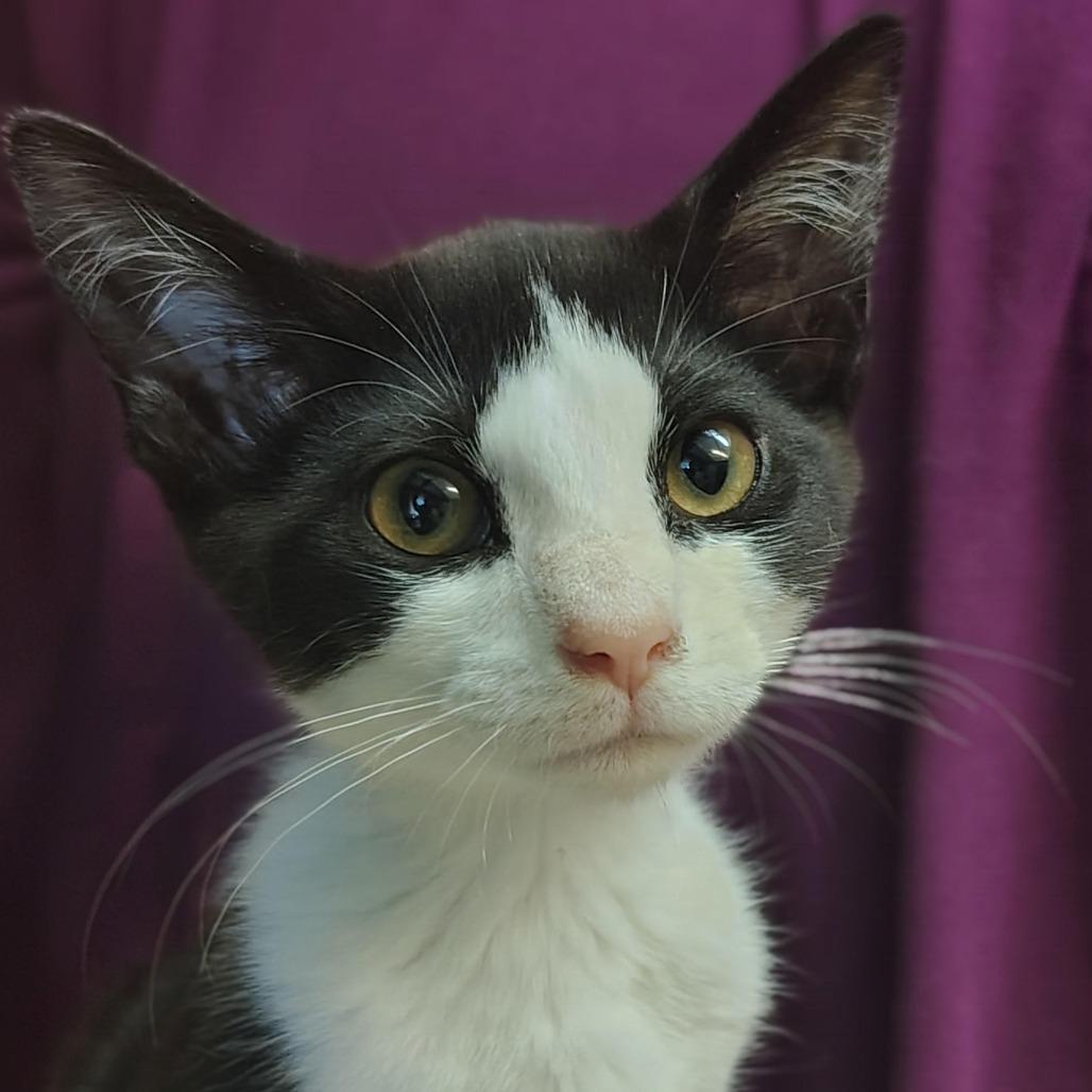 Enlarge Snocap, a Adoptable Domestic Short Hair in Titusville, FL image 4/4