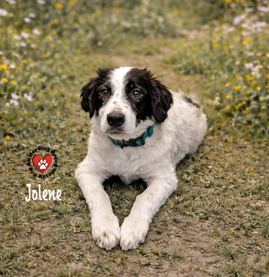 Enlarge Jolene, a ADOPTABLE mixed breed in Joliet, IL image 1/3