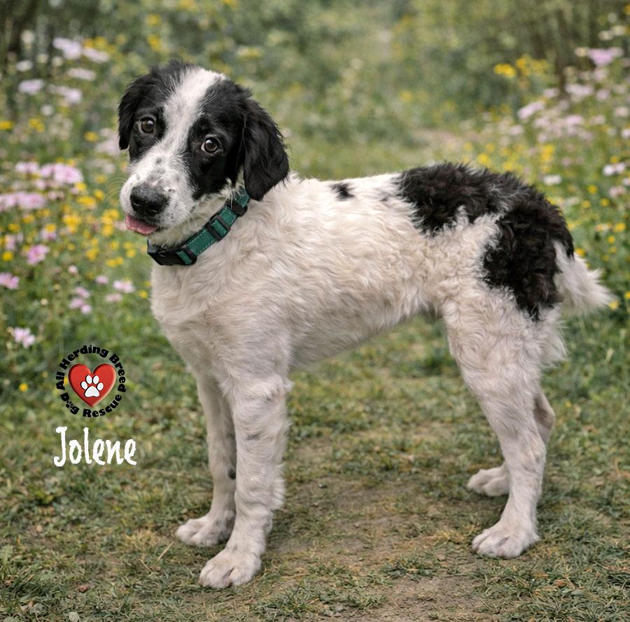 Enlarge Jolene, a ADOPTABLE mixed breed in Joliet, IL image 2/3