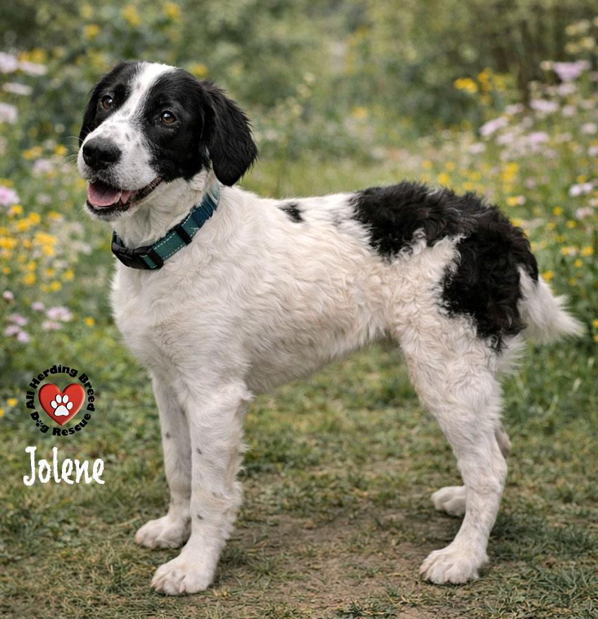 Enlarge Jolene, a ADOPTABLE mixed breed in Joliet, IL image 3/3