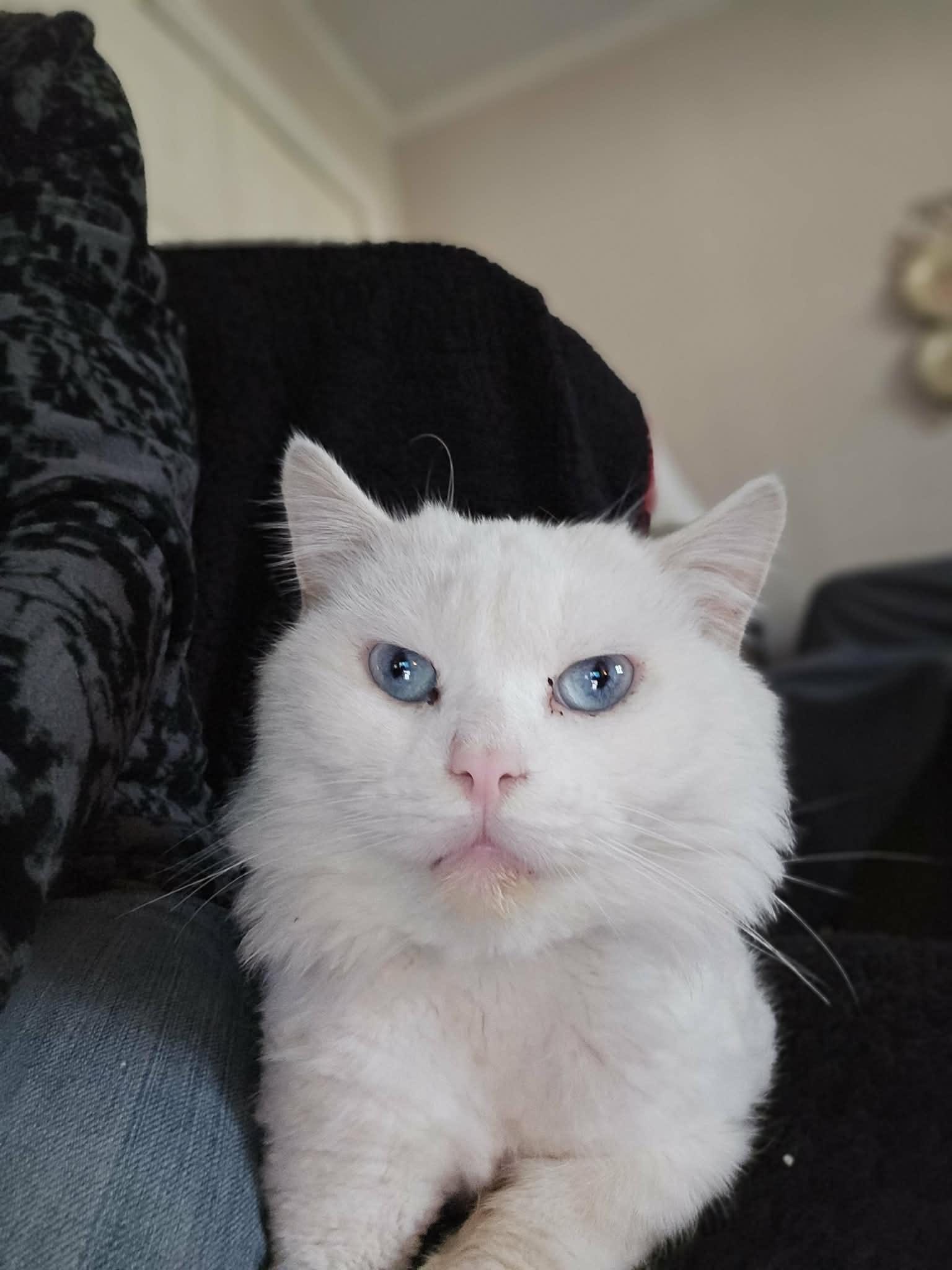 Jeremiah , ADOPTABLE, Adult Male Persian.