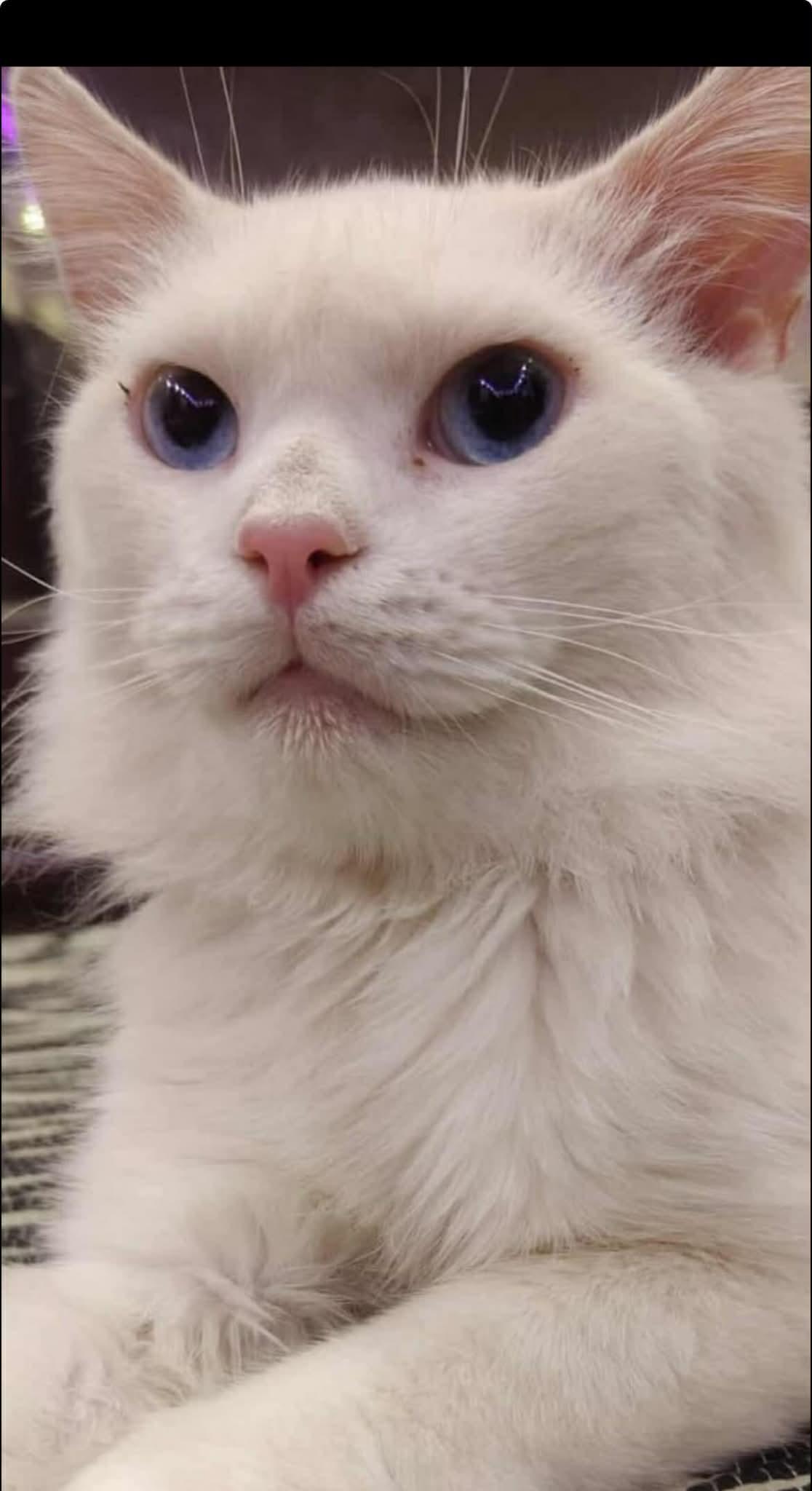 Enlarge Jeremiah , a ADOPTABLE Persian in Woodmere, NY image 3/3