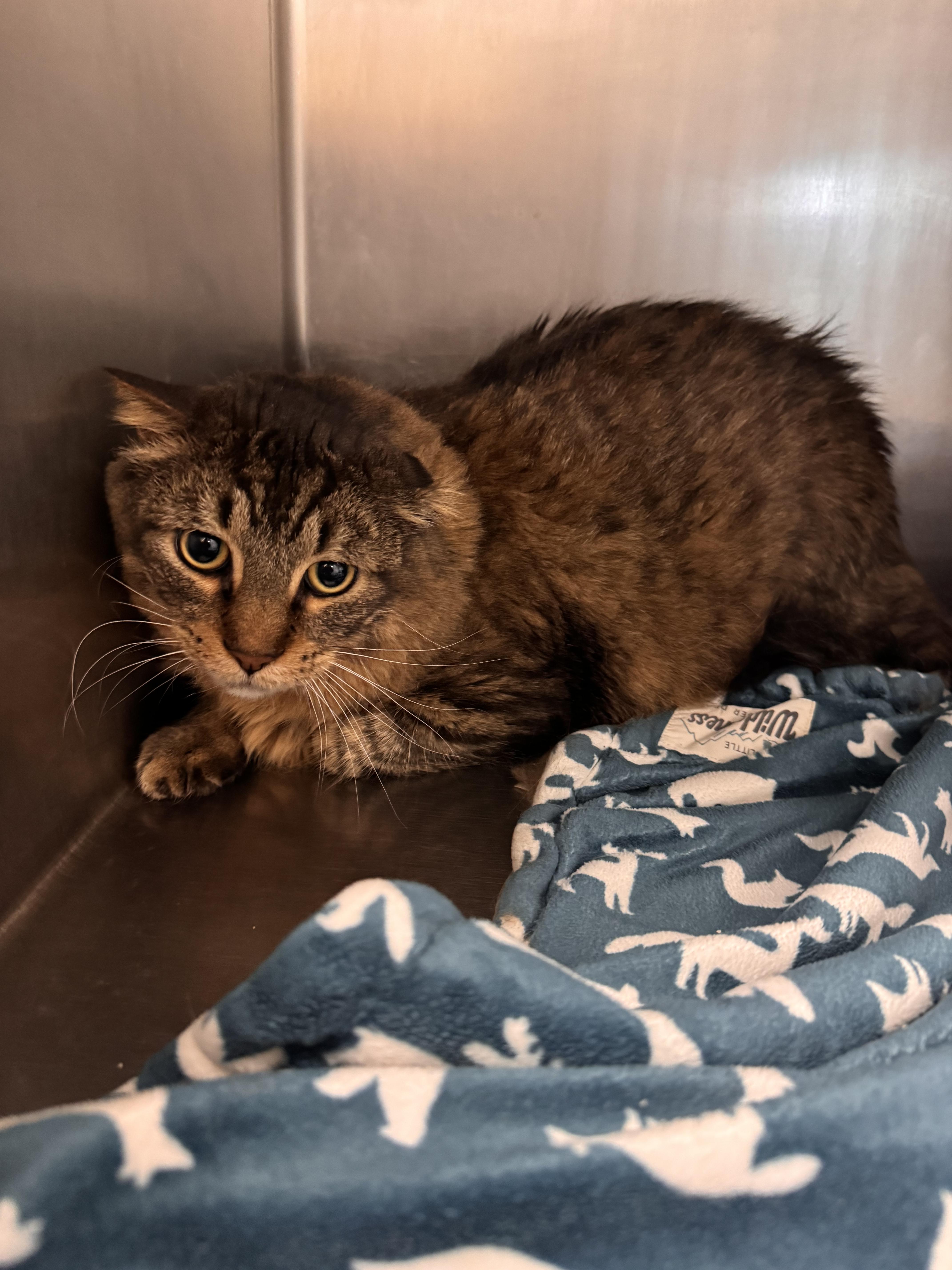 Enlarge Percy (Perciatelli), a Adoptable mixed breed in Yorkville, IL image 1/1