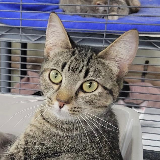 BANANA, a Adopted mixed breed in Battle Creek, MI image 1/2