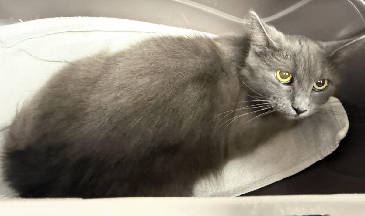 Madame Blue, Adoptable, Young Female Domestic Medium Hair.