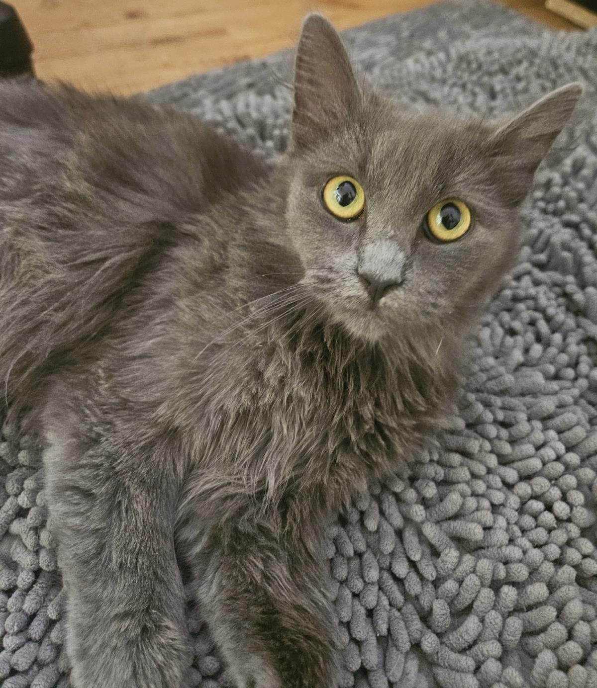 Enlarge Madame Blue, a Adoptable Domestic Medium Hair in Chandler, AZ image 2/2