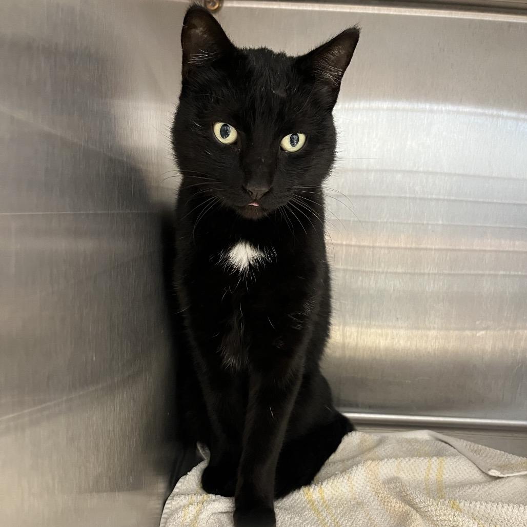 Spot, Adoptable, Adult Male American Shorthair.