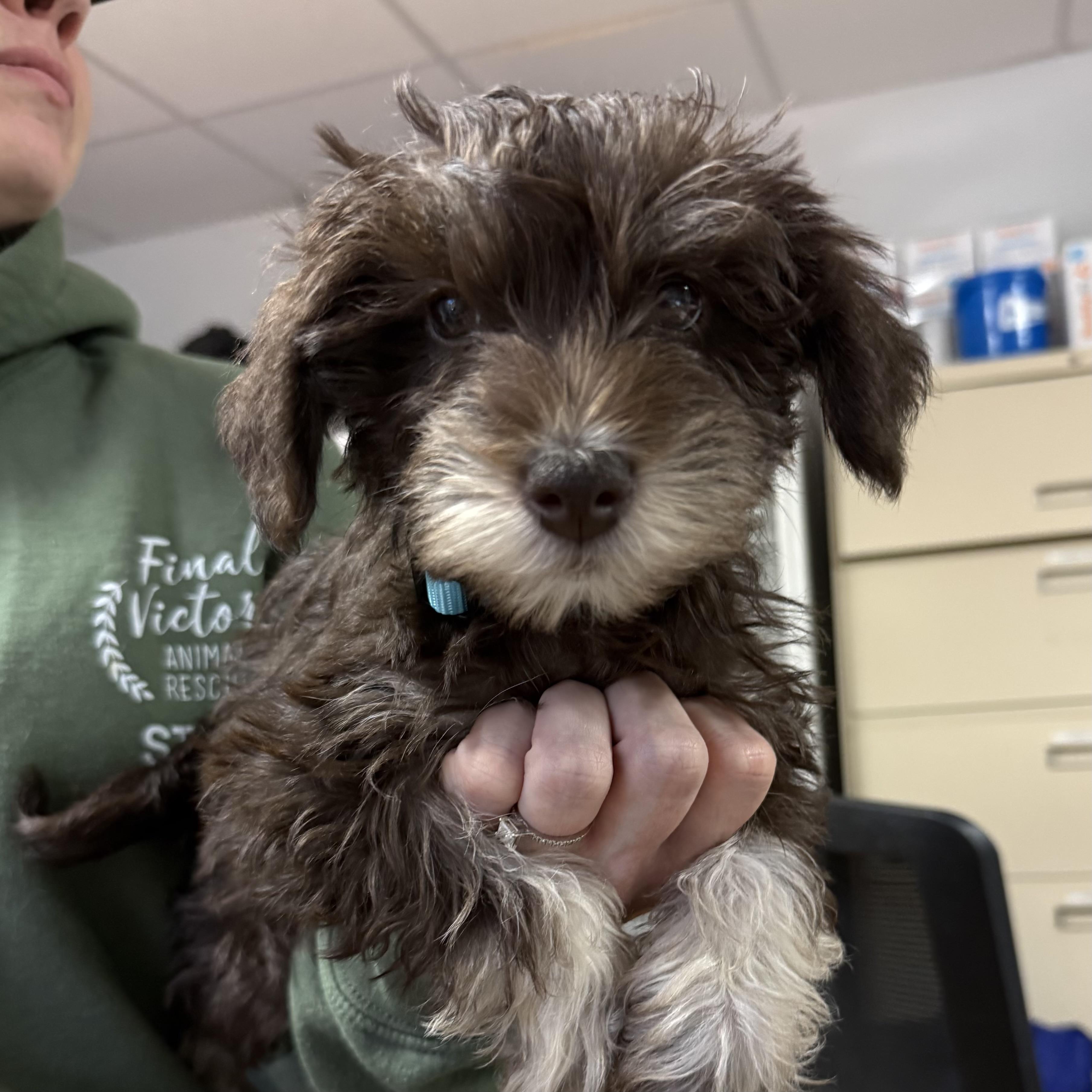 Enlarge Digatron, a Adoptable Miniature Schnauzer in Columbia, SC image 1/4