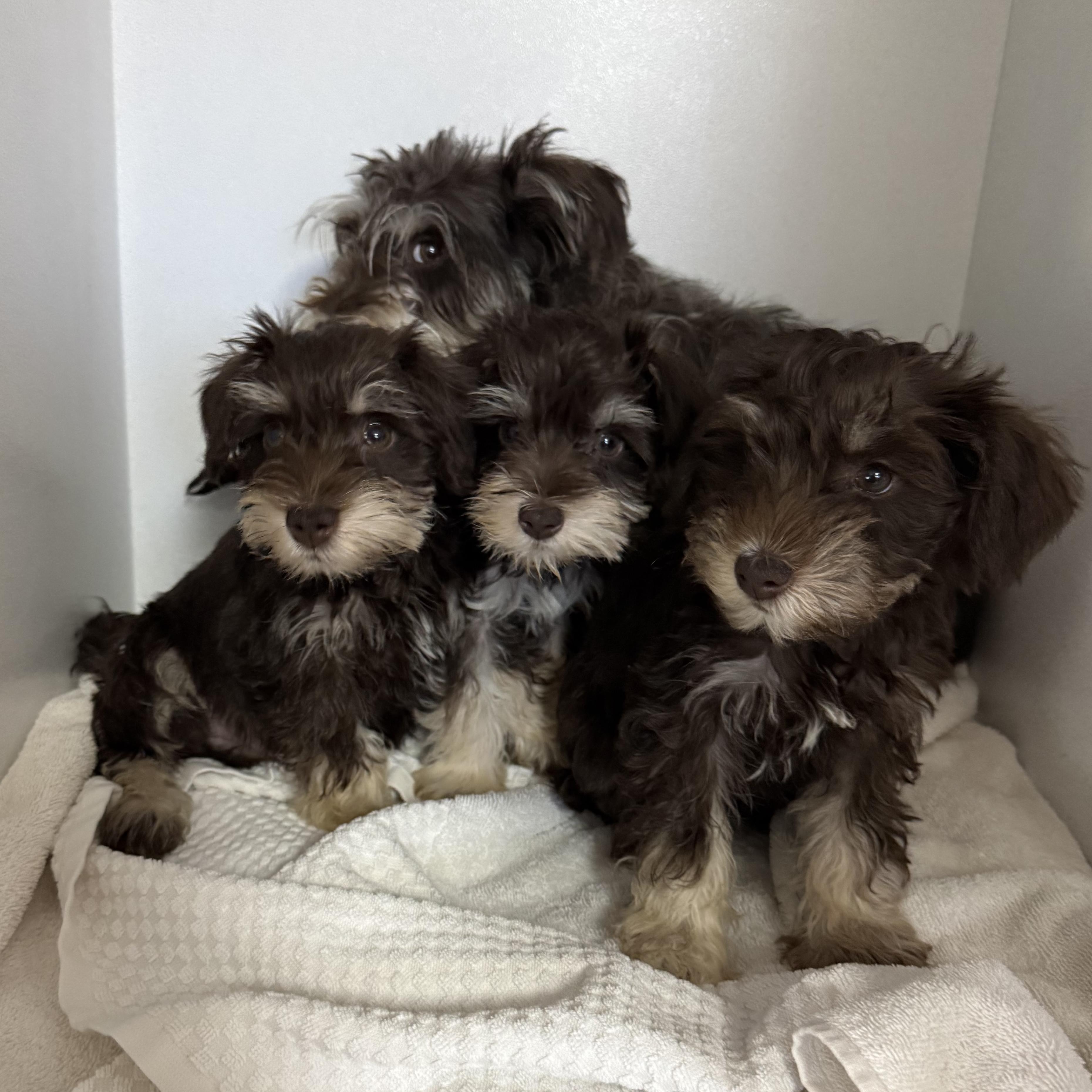 Enlarge Digatron, a Adoptable Miniature Schnauzer in Columbia, SC image 3/4