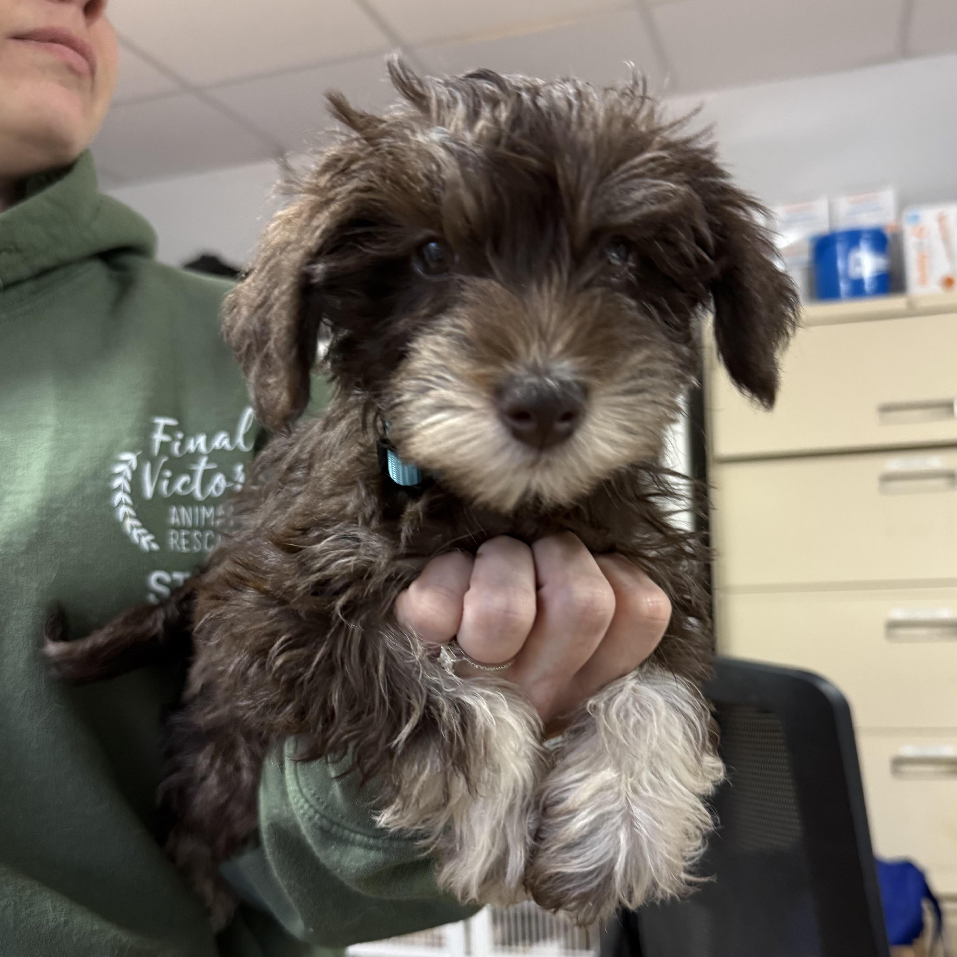 Enlarge Digatron, a Adoptable Miniature Schnauzer in Columbia, SC image 2/4