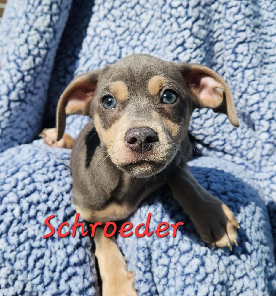 Schroeder, Adopted, Puppy Male Chihuahua & Beagle.