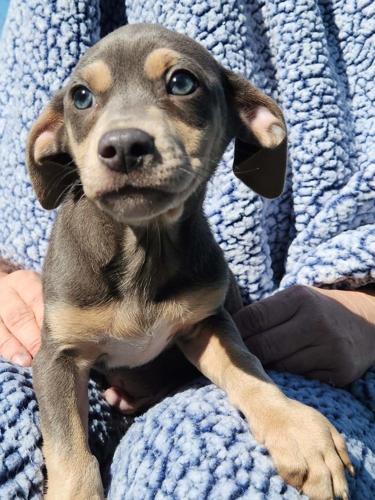 Enlarge Schroeder, a Adopted mixed breed in Waterloo, IL image 2/2