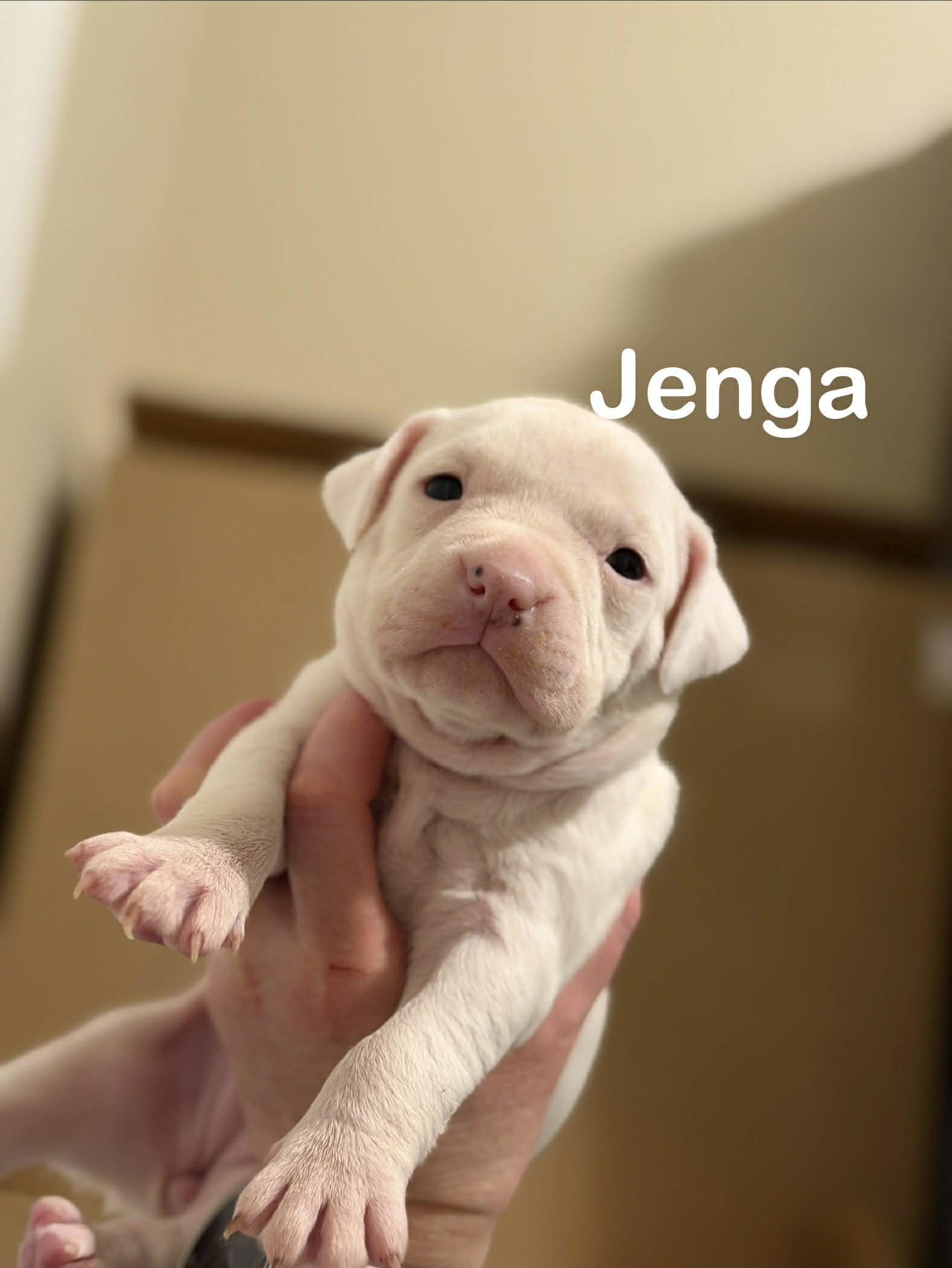 Jenga, Adopted, Young Female Pit Bull Terrier & Rat Terrier.