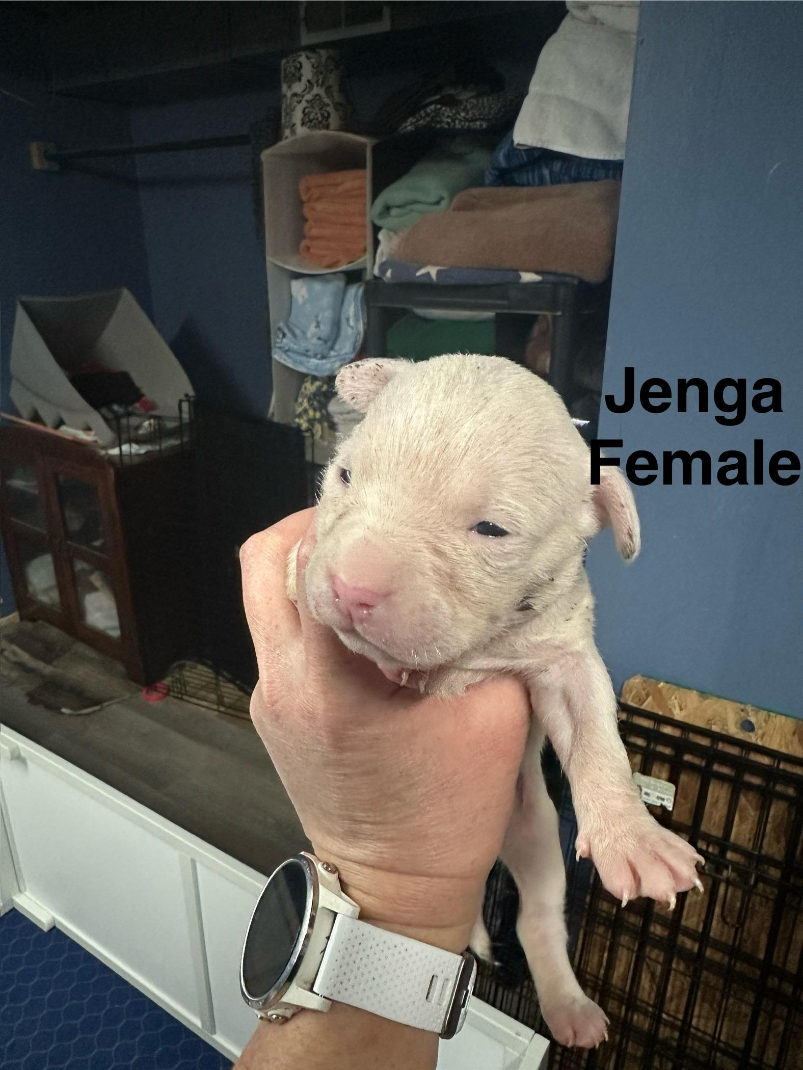 Enlarge Jenga, a Adopted mixed breed in St. Clair Shores, MI image 2/3
