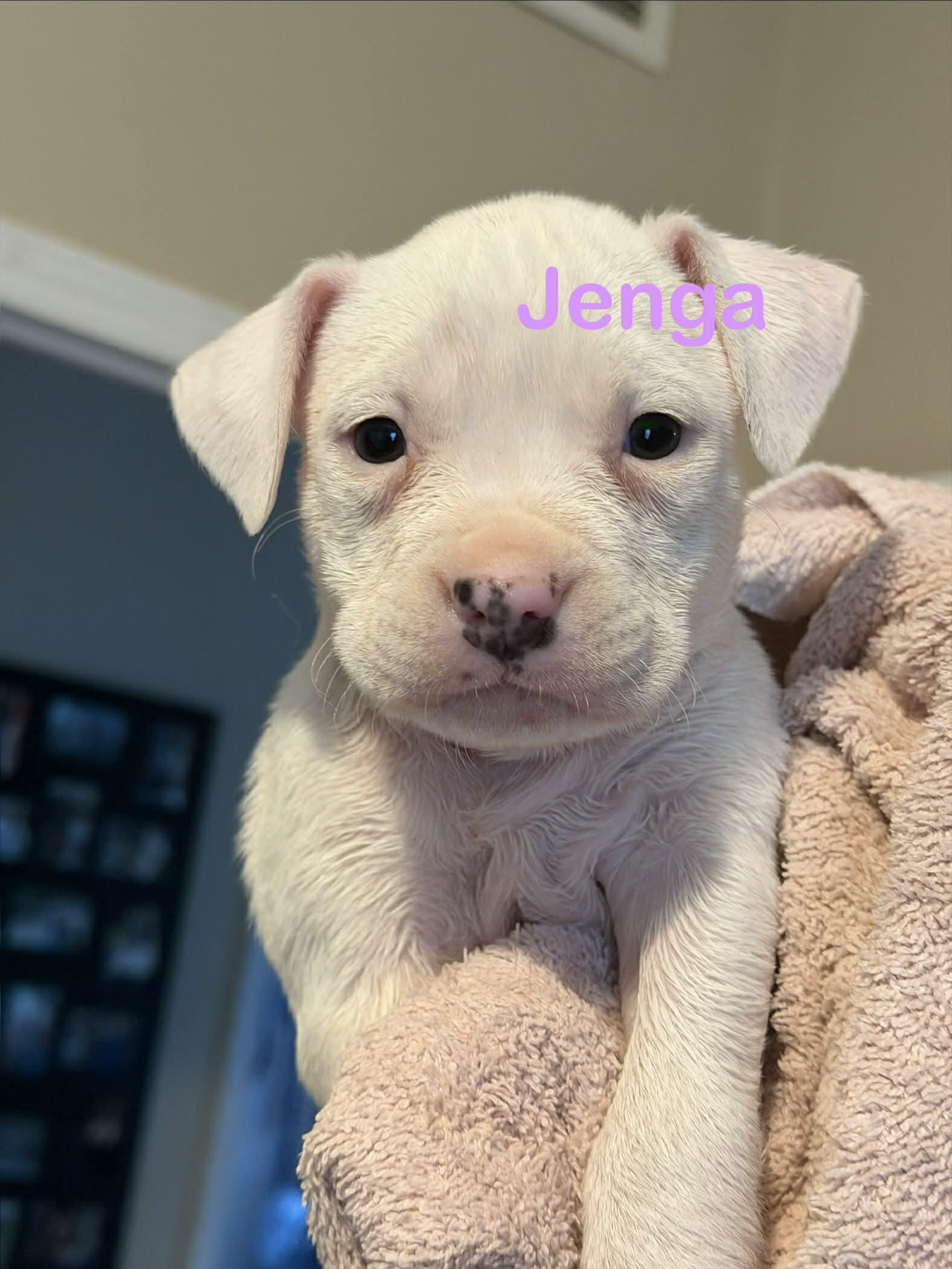 Enlarge Jenga, a Adopted mixed breed in St. Clair Shores, MI image 3/3