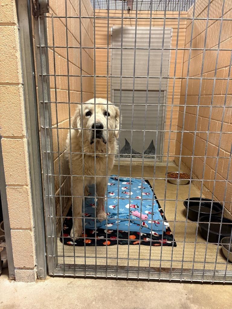 Enlarge Tucker, a Adoptable Great Pyrenees in New Braunfels, TX image 1/1