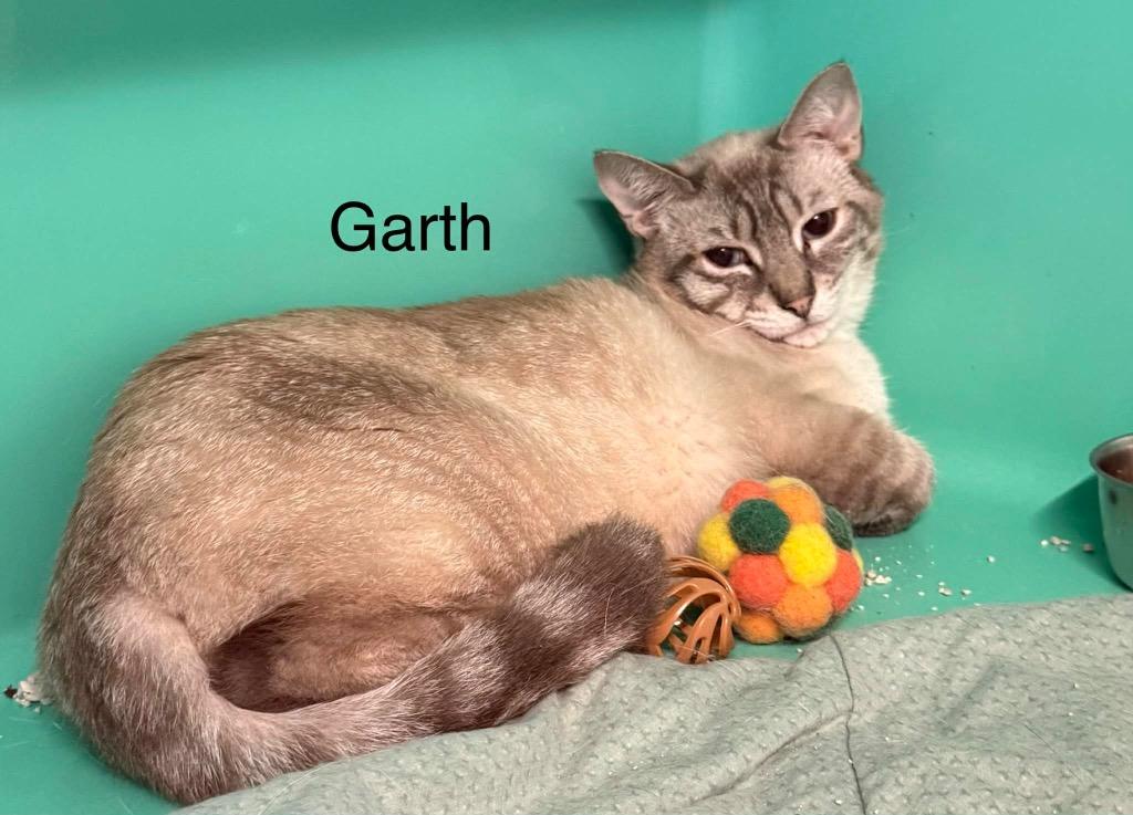 Enlarge Garth, a Adoptable mixed breed in Plattsburgh, NY image 1/1