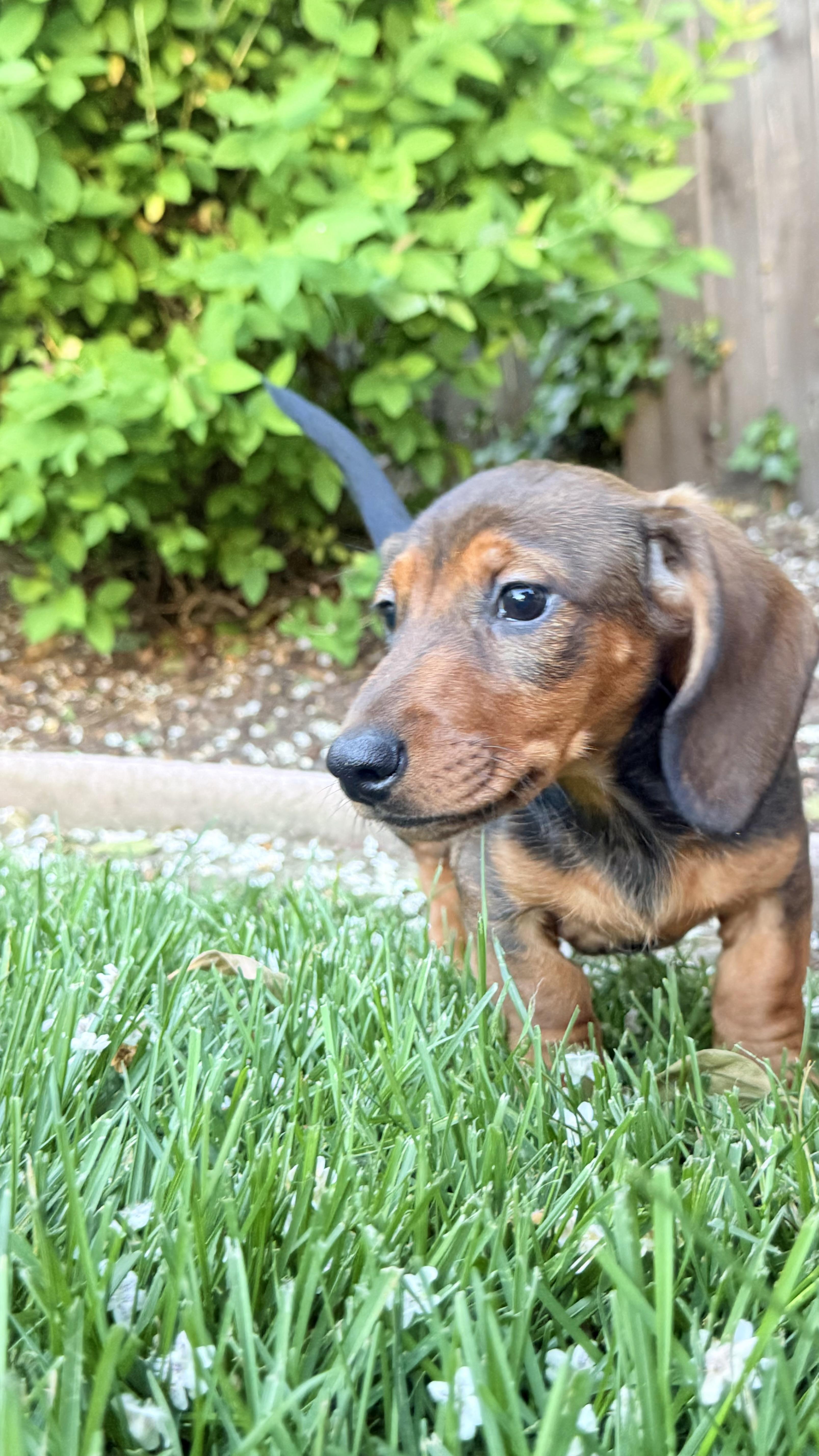 Enlarge ESPRESSO THE CUTEST PUPPY!, a ADOPTABLE Dachshund in woodland, CA image 2/6