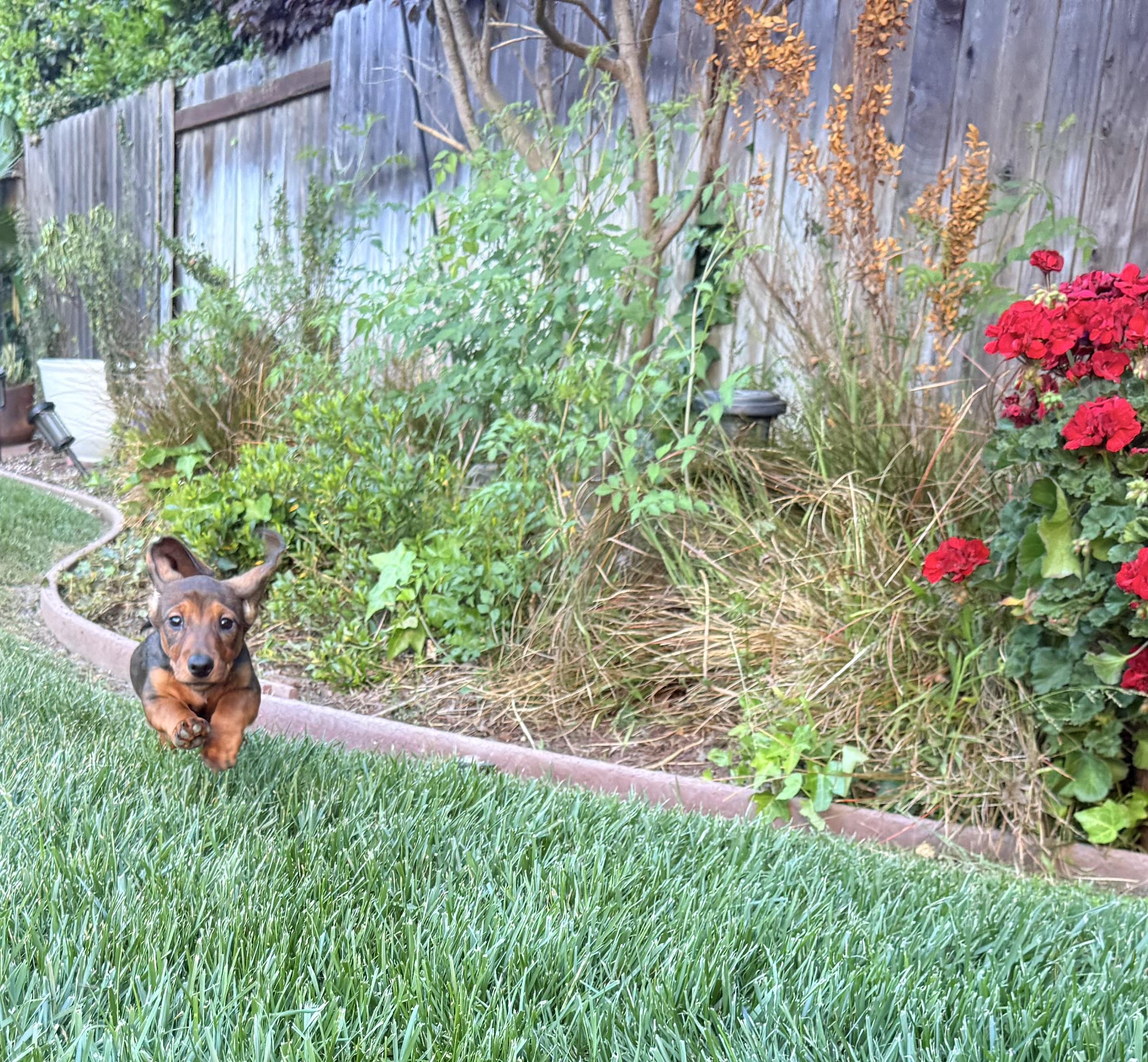 Enlarge ESPRESSO THE CUTEST PUPPY!, a ADOPTABLE Dachshund in woodland, CA image 3/6