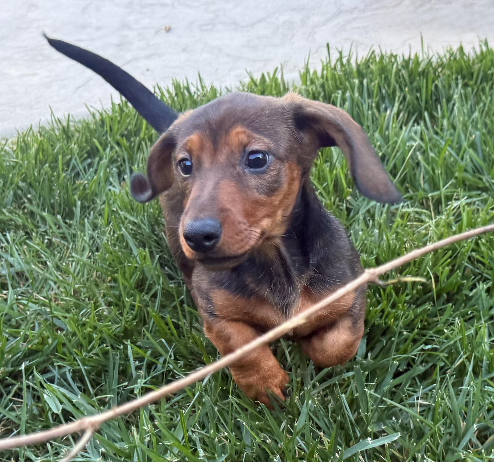 Enlarge ESPRESSO THE CUTEST PUPPY!, a ADOPTABLE Dachshund in woodland, CA image 5/6