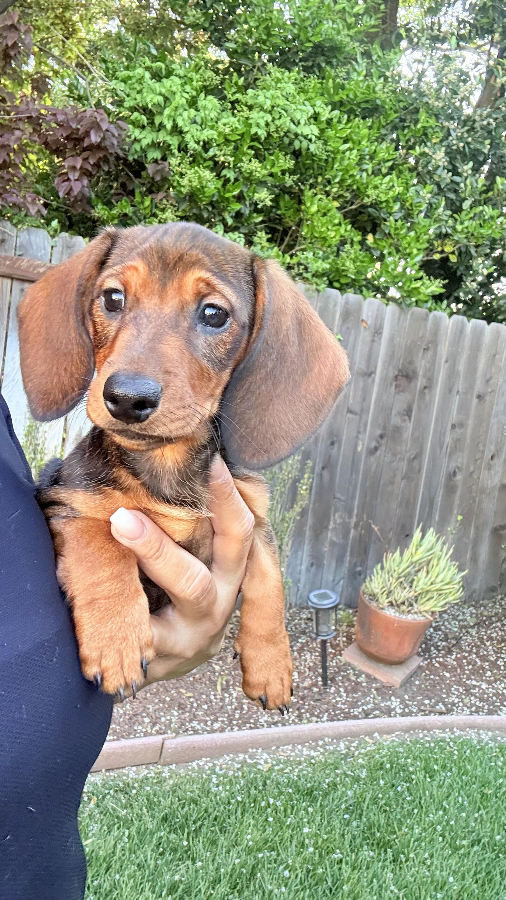 ESPRESSO THE CUTEST PUPPY!, ADOPTABLE, Puppy Female Dachshund.