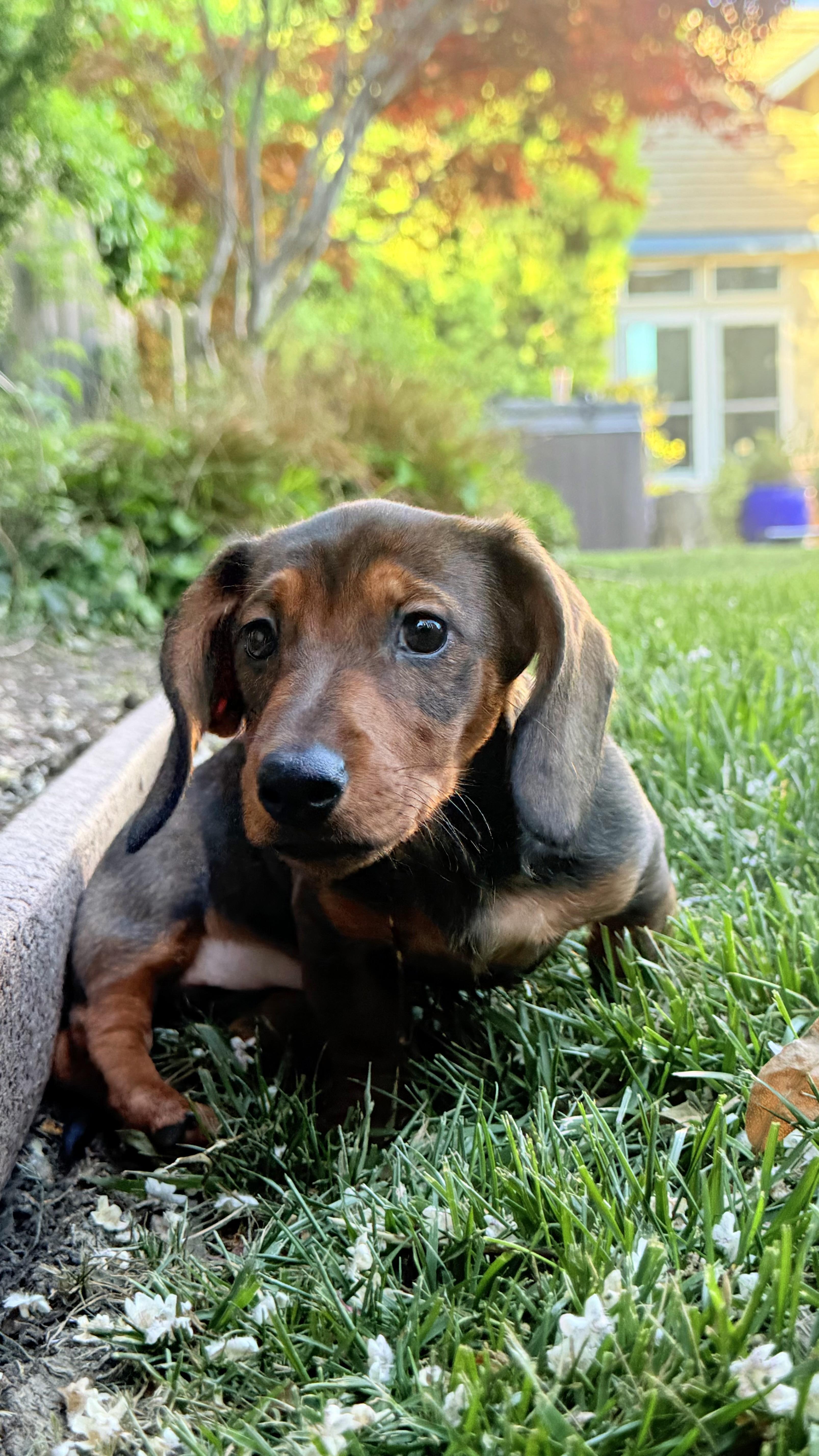 Enlarge ESPRESSO THE CUTEST PUPPY!, a ADOPTABLE Dachshund in woodland, CA image 4/6