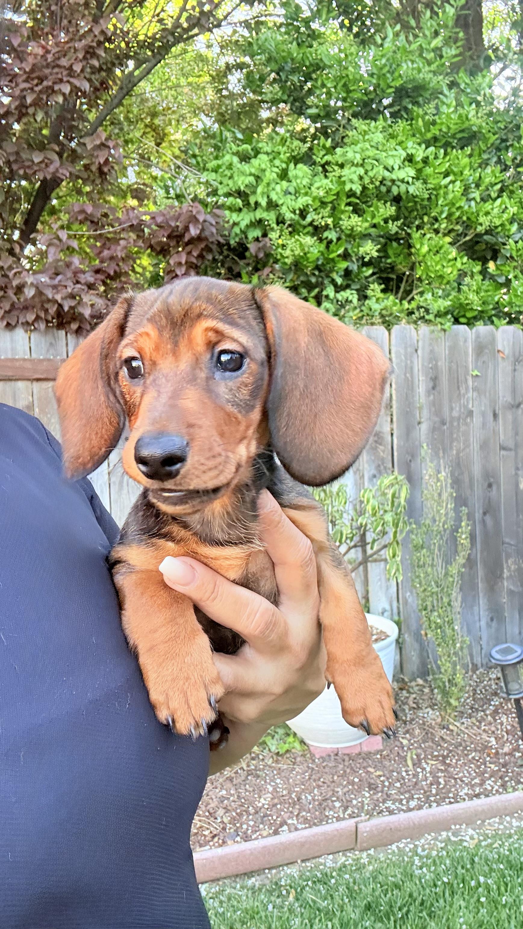 Enlarge ESPRESSO THE CUTEST PUPPY!, a ADOPTABLE Dachshund in woodland, CA image 6/6