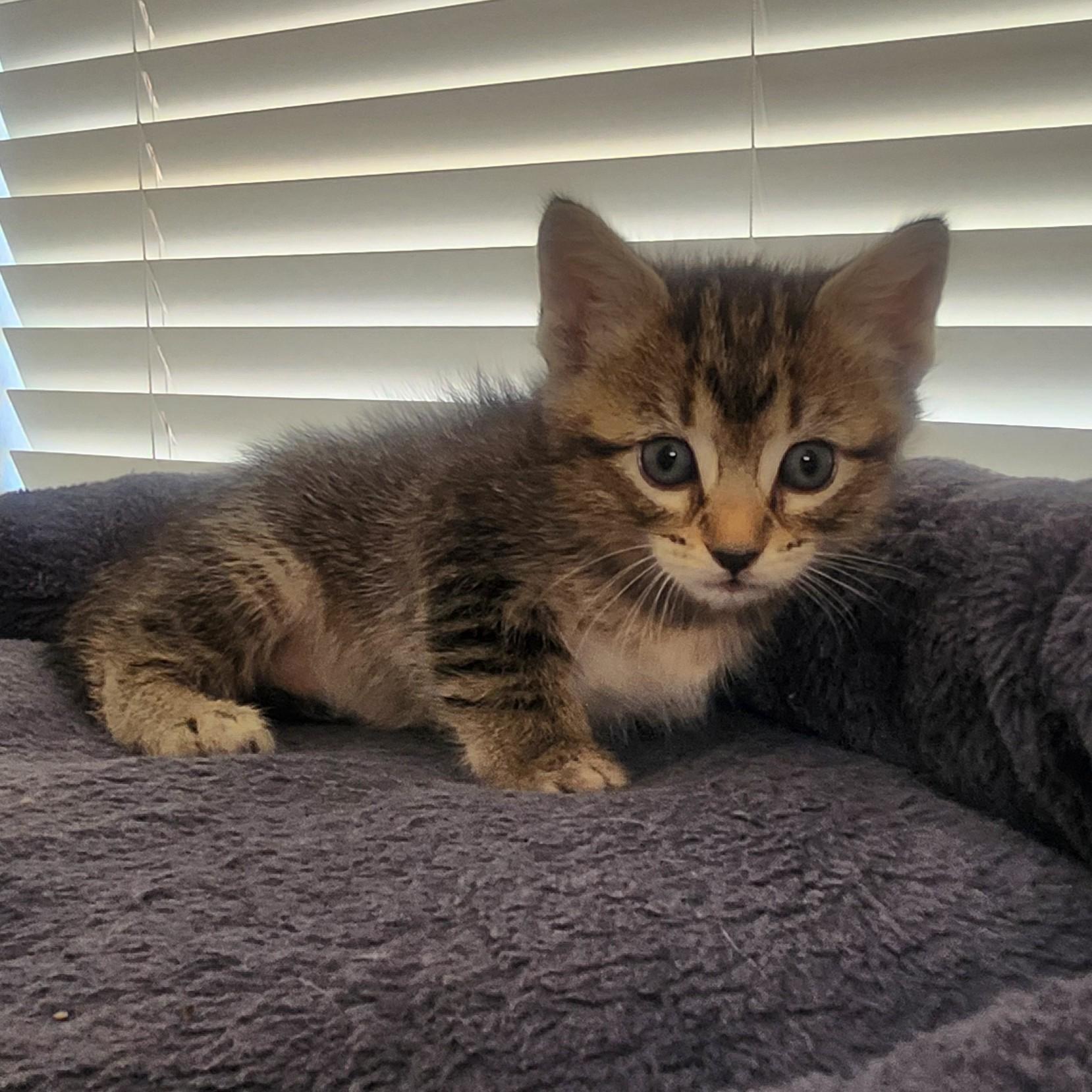 Enlarge Caliente, a Adoptable Domestic Short Hair in Allen, TX image 3/6