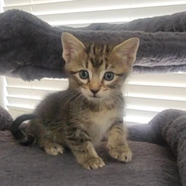 Enlarge Caliente, a Adoptable Domestic Short Hair in Allen, TX image 1/6
